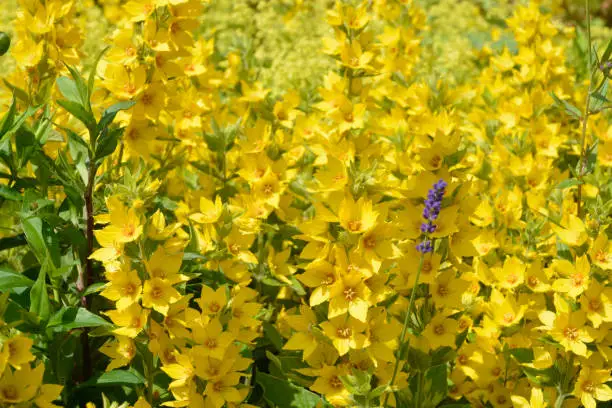 Yellow fieldflowers with one lavender flower