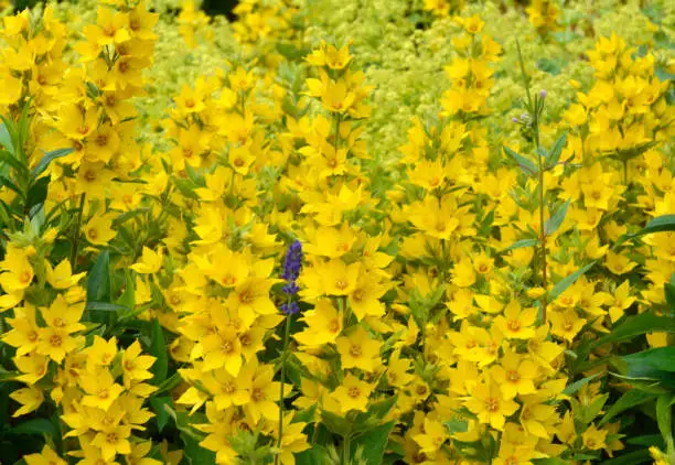 Yellow fieldflowers with one lavender flower