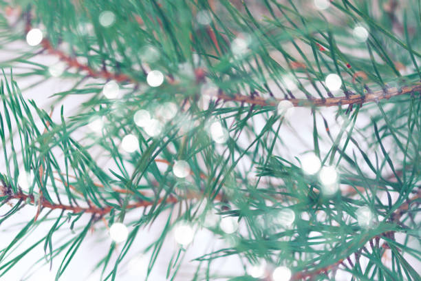istock Closeup of Christmas tree with light 1159158370