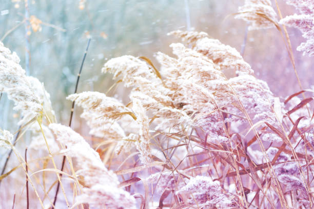 istock vintage dry plants background 1159158394