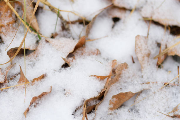 istock autumn leaves under snow 1159158397