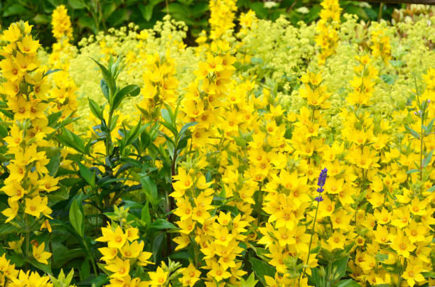istock Yellow fieldflowers with one lavender flower 1159158408