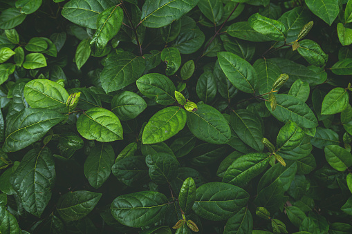 Leafy green background