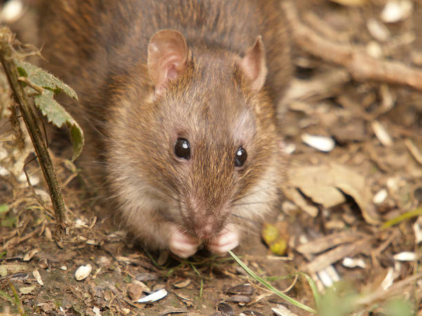 Four Gray Rats 13,300+ Gray Rat Stock Photos, Pictures & Royalty-Free Images - iStock