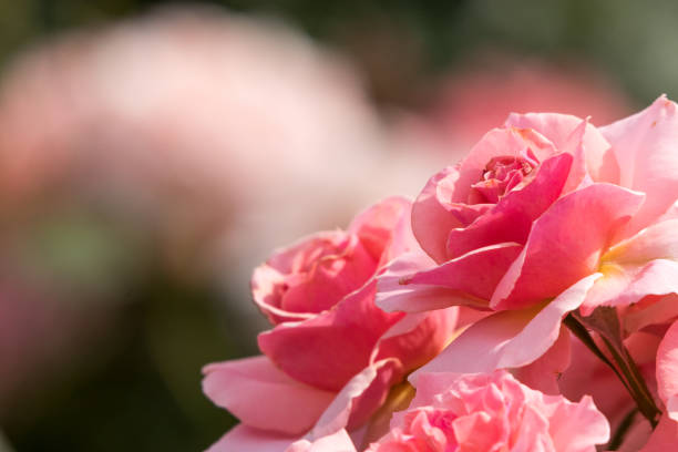 Rose Flower, Yachiyo City, Chiba Prefecture, Japan stock photo