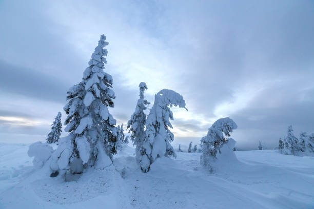 istock Winter mountain blue landscape. Small spruce trees in deep snow on bright cloudy sky copy space background. 1159161558