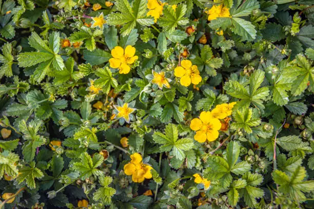 Close up of budding, bloomin and overblown creeping cinquefoil or Potentilla reptans plants as seen from above. The photo was taken at the end of a sunny day in the Dutch summer season.