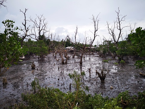 Mud swamp at Bucana fishing village, North coast of El nido Palawan, Philippines
