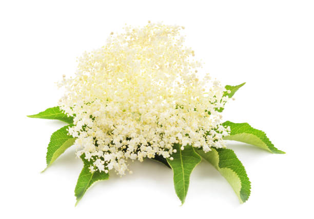 Bouquet of beautiful elderberry isolated on a white background.