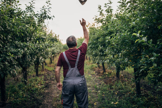 Senior farmer One senior farmer with coveralls standing in apple orchard, throwing a hat in the air. apple orchard photos stock pictures, royalty-free photos & images