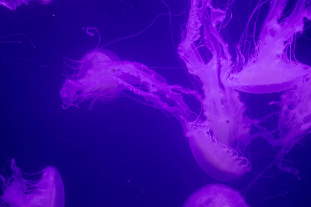 istock Beautiful jellyfish in the aquarium. 1159164640