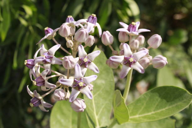 istock Calotropis gigantea (crown flower) or Booc Booc flower. 1159165502