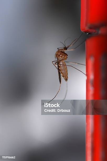 Komar - zdjęcia stockowe i więcej obrazów Bliskie zbliżenie - Bliskie zbliżenie, Czerwony, Czułek