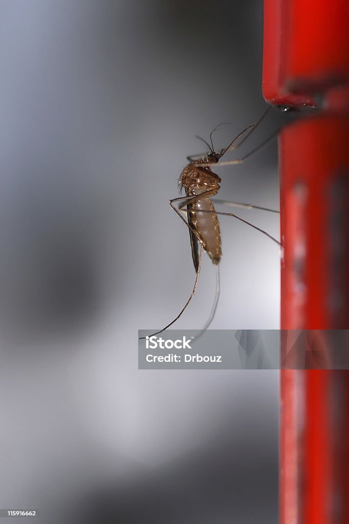 mosquito - Foto de stock de Antena - Parte do corpo animal royalty-free
