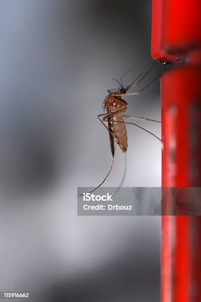 Foto de Mosquito e mais fotos de stock de Antena - Parte do corpo animal - Antena - Parte do corpo animal, Artrópode, Espaço para Texto