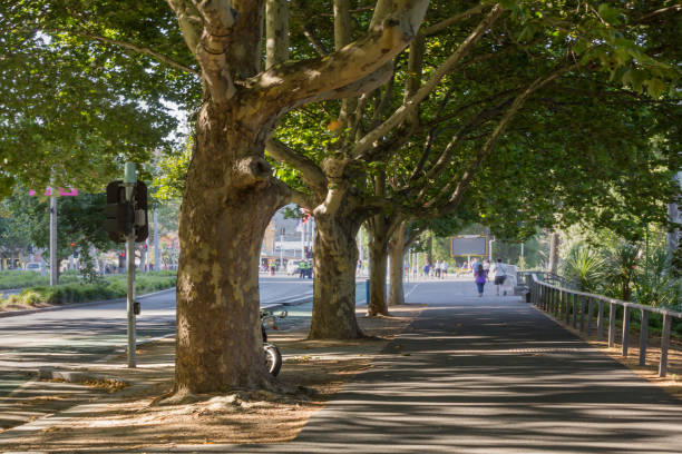 istock MELBOURNE, AUSTRALIA - street with big trees in Melbourne 1159167266