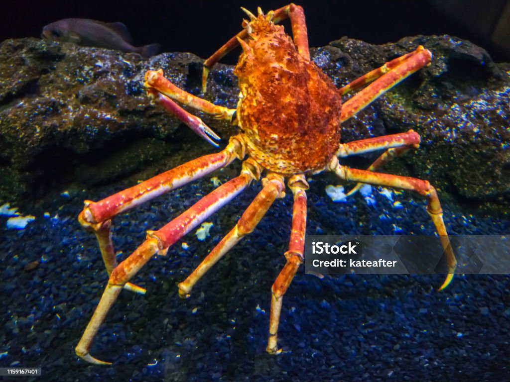 일본 거미 게 마크로체이라 콤페리 높은다리게에 대한 스톡 사진 및 기타 이미지 - 높은다리게, 거미게, 0명 - Istock