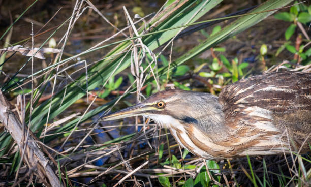 istock American Bittern fishing 1159168177