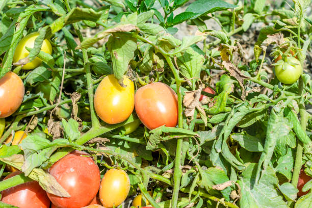 istock fresh and healthy growing tomato fields 1159168184
