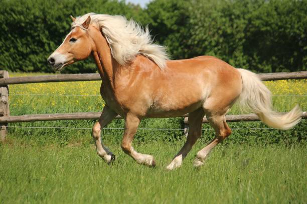 istock beautiful haflinger horse is runing on the paddock 1159168217