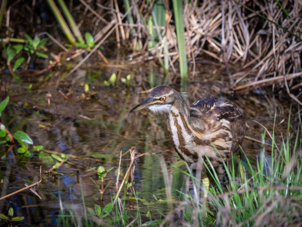 istock American Bittern fishing 1159168228