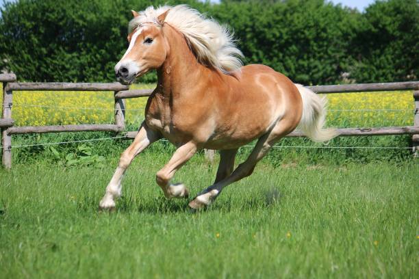 istock beautiful haflinger horse is runing on the paddock 1159168242