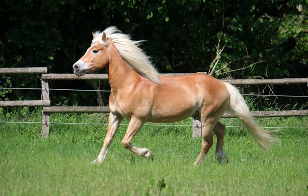 istock beautiful haflinger horse is runing on the paddock 1159168243