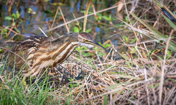 istock American Bittern fishing 1159168307