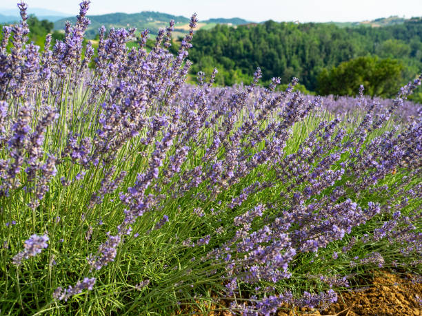 istock Lush lavender plant during its flowering 1159168661