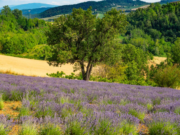 istock Flowering lavender canes with its powerful purple color 1159168726