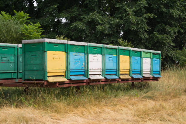 istock beehive with bees in nature 1159168756