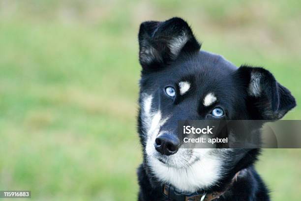 Old Ojos Azules Foto de stock y más banco de imágenes de Perro - Perro, Border Collie, Amistad