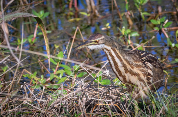 istock American Bittern fishing 1159168857