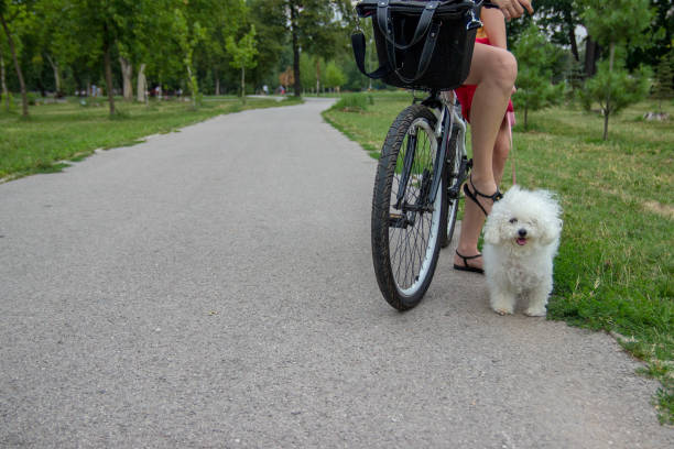 istock Young woman with a cute dog 1159168862
