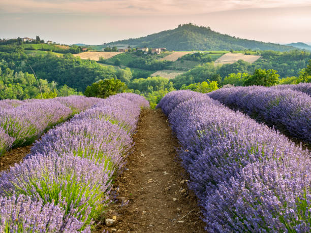 istock Flowering lavender canes with its powerful purple color 1159168869