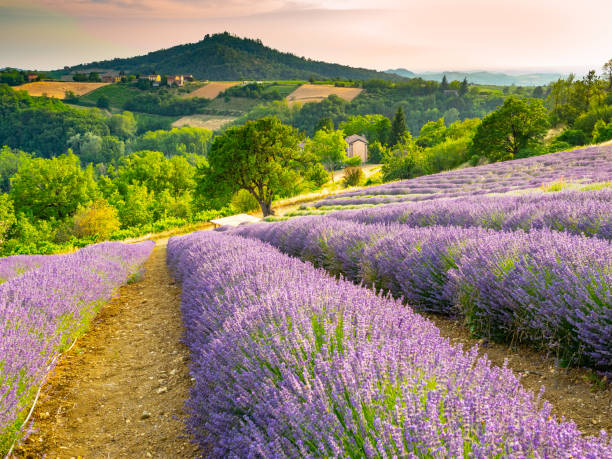 istock Lavender expanse in open countryside 1159168870
