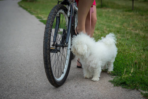 Young woman with a cute dog