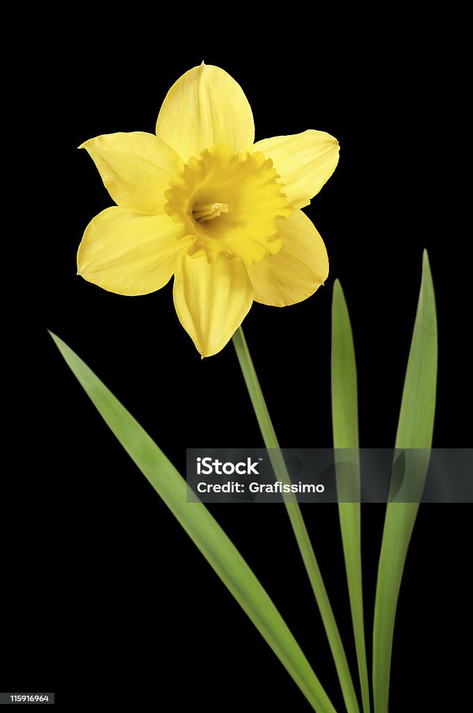 Narciso isolato su nero - Foto stock royalty-free di Fiore