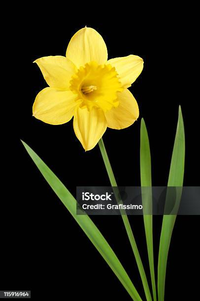 Narciso Isolato Su Nero - Fotografie stock e altre immagini di Fiore - Fiore, Aiuola, Attrezzatura per illuminazione