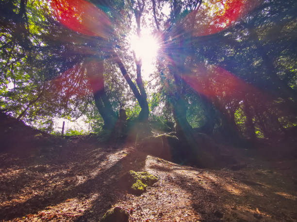 istock The Magical Puzzlewood 1159171019