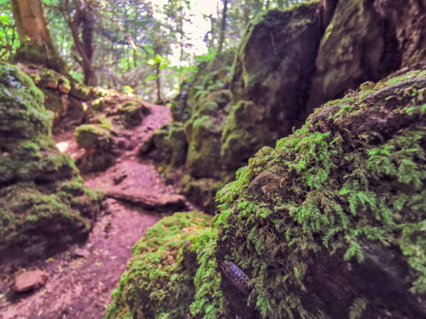 Tree roots on dirt trail. Hiking in coniferous forest in summer. Tourism and travel