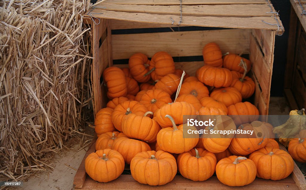 Crate of pumpkins Wooden crate of miniature pumpkins next to a bale of straw Abundance Stock Photo