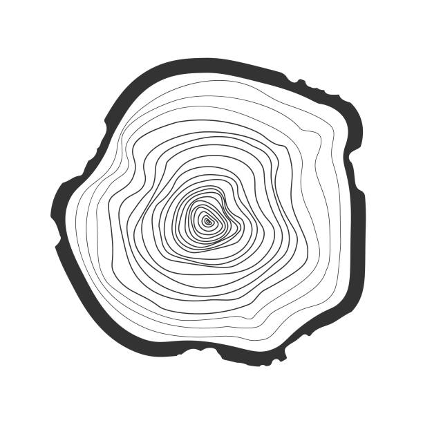 ilustraciones, imágenes clip art, dibujos animados e iconos de stock de anillos vectoriales de árbolnegro. - tree ring