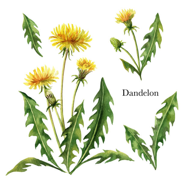 Hand drawn watercolor vector botanical illustration of Dandelion. Hand drawn watercolor vector botanical illustration of Dandelion. Healing Herbs for design of invitation, creative artistic background, template design element. Floral bouquet decoration. dandelion stock illustrations
