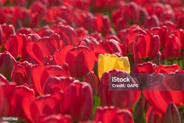 Eine Gelbe Tulpe In Einem Feld Von Bunte Rote Tulpen Stockfoto und mehr Bilder von Blume