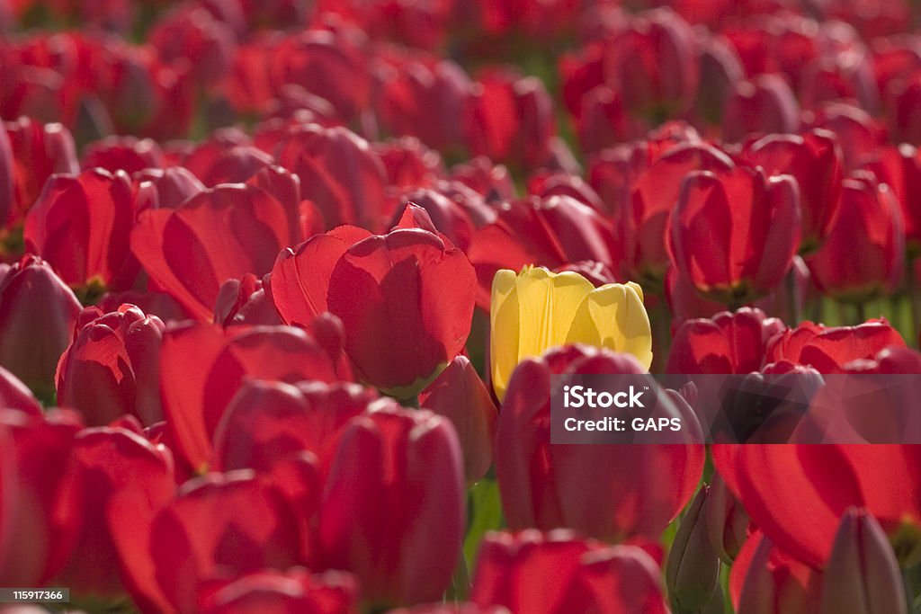 Singolo Tulipano giallo in un campo di tulipani colorati rosso - Foto stock royalty-free di Bouquet