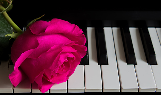 Beautiful rose on piano keys. Romance, celebration, postcard. Mother's day, Birthday, March 8, Valentine's day. Attention, Date, Love, Art.