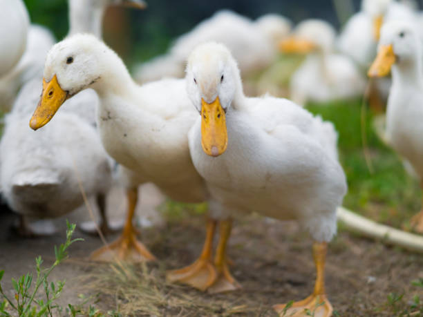istock Group of ducklings walking in the grass. Selective focus 1159174491