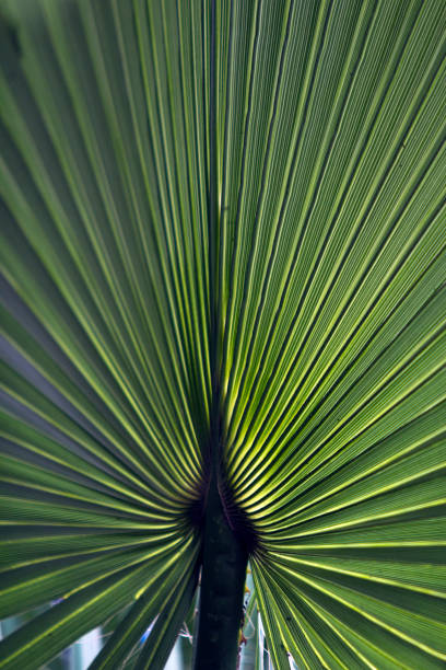 istock Close up of backlit green palm tree leaf filling the frame 1159175378