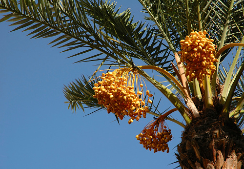 Dates are ripening.